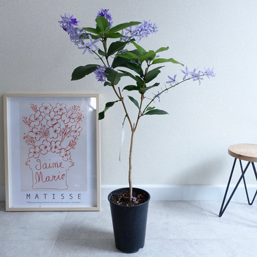 女王の花輪♡ ペトレア ヴォルビリス 地上の星座 苗 苗木 花木 花苗