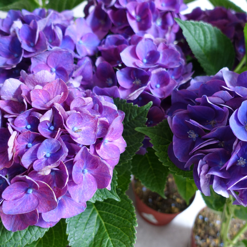 秋色がキレイな品種です♡ 秋色紫陽花 長崎の恋 アジサイ 苗 苗木 2苗