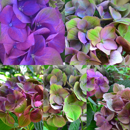 秋色がキレイな品種です♡ 秋色紫陽花 長崎の恋 アジサイ 苗 苗木 2苗