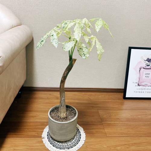 現品］【希少】パキラ 斑入り ミルキーウェイ 接木 ベージュ陶器鉢