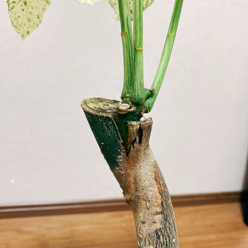 現品］【希少】パキラ 斑入り ミルキーウェイ 接木 ベージュ陶器鉢