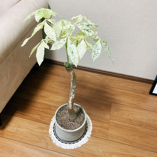 現品］【希少】パキラ 斑入り ミルキーウェイ 接木 ベージュ陶器鉢