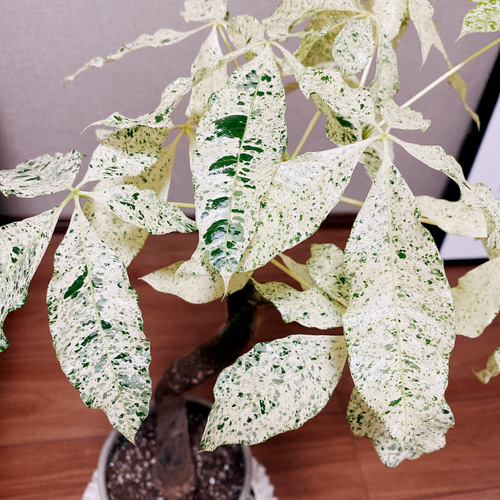 現品］【希少】パキラ 斑入り ミルキーウェイ 接木 ベージュ陶器鉢