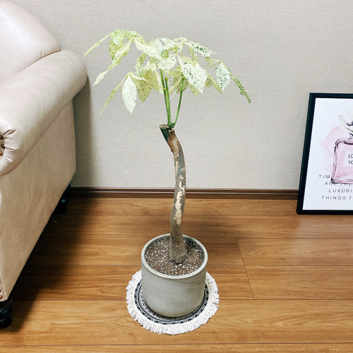 現品］【希少】パキラ 斑入り ミルキーウェイ 接木 ベージュ陶器鉢