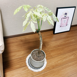 レア♡パキラ♡ミルキーウェイ♡接木♡6号♡お鉢ごとメルカリ便で レア♡パキラ♡ミルキーウェイ♡接木♡6号♡お鉢ごとメルカリ便で