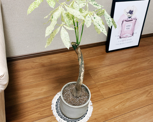 現品］【希少】パキラ 斑入り ミルキーウェイ 接木 ベージュ陶器鉢