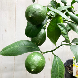 実付き　自宅で収穫　安心レモン   レモンの木  リスボン 4枚目の画像