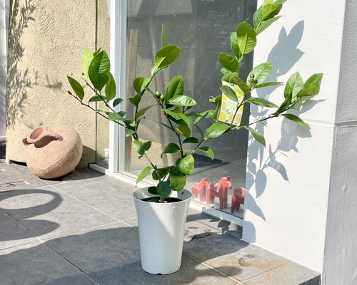 実付き 自宅で収穫 安心レモン レモンの木 リスボン その他インテリア