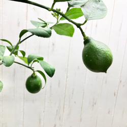実付き　自宅で収穫　安心レモン   レモンの木  リスボン 5枚目の画像