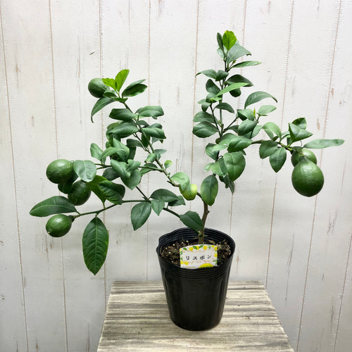 在庫整理SALE】斑入り観葉植物❤︎クテナンテ・ルベルシアーナ