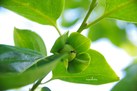 安心の遮光瓶◆自然栽培＊柿の葉バーム（ライスブランオイル） 5枚目の画像
