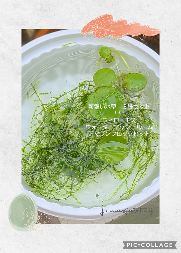 大人気　可愛い水草　３種セット　ウィローモス 1枚目の画像