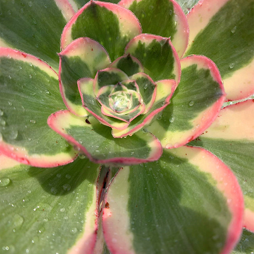 610.多肉植物 寄せ植え アエオニウム属 ヨンジャ錦（単）（特大） 抜き