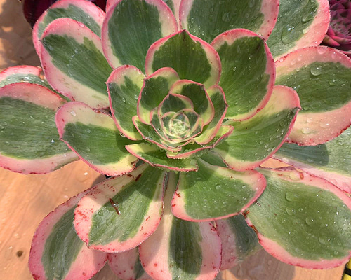 610.多肉植物 寄せ植え アエオニウム属 ヨンジャ錦（単）（特大） 抜き