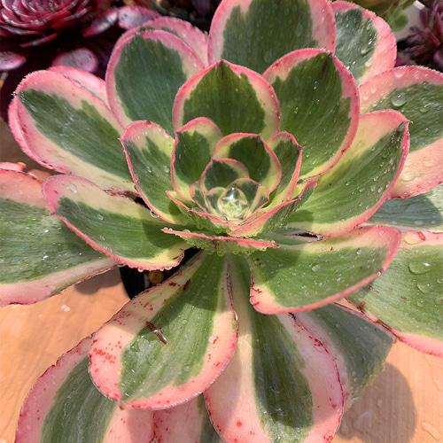 52#多肉植物アエオニウム錦❤️ヨンジャ錦❤️傾城錦❤️1大頭15cm拔き苗 52#多肉植物アエオニウム錦❤️ヨンジャ錦❤️傾城錦❤️1大頭15cm拔き