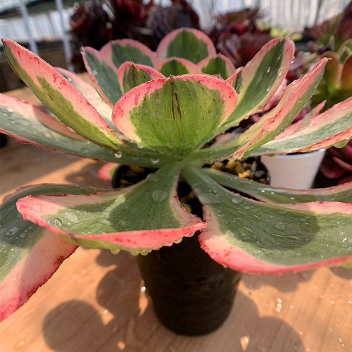 610.多肉植物 寄せ植え アエオニウム属 ヨンジャ錦（単）（特大） 抜き
