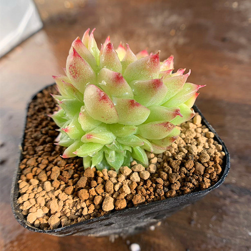 613.多肉植物 寄せ植え エケベリア属 ワックスマルガン（群）超美苗