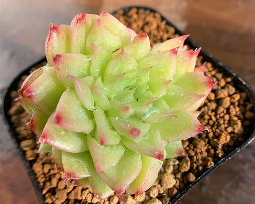 613.多肉植物 寄せ植え エケベリア属 ワックスマルガン（群）超美苗