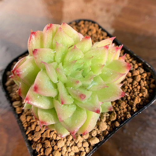 613.多肉植物 寄せ植え エケベリア属 ワックスマルガン（群）超美苗