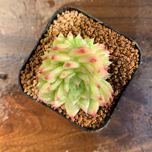 613.多肉植物 寄せ植え エケベリア属 ワックスマルガン（群）超美苗