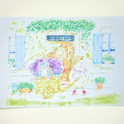 ✻ ラベンダー売り / ポストカード / no.158 2枚目の画像