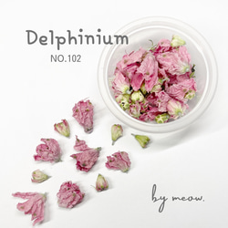 Delphinium 　No.102   デルフィニウム　ピンク　自然色　無着色 1枚目の画像