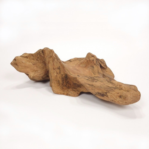 神秘的な形の流木 岩のような流木