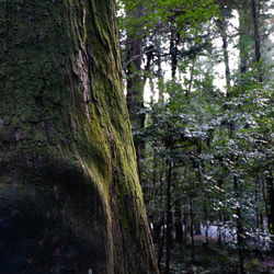 神宮杉の木霊　樹齢８００年(幸せを呼ぶお守り） 7枚目の画像