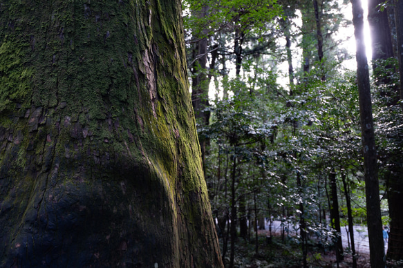 神宮杉の木霊　樹齢８００年(幸せを呼ぶお守り） 7枚目の画像