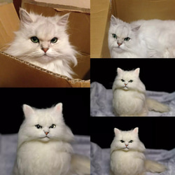 ☆愛猫オーダーメイドXL☆全身タイプ　等身大　羊毛フェルト　ねこ　ハンドメイド　メモリアル　ネコ　ペットロス　猫 4枚目の画像