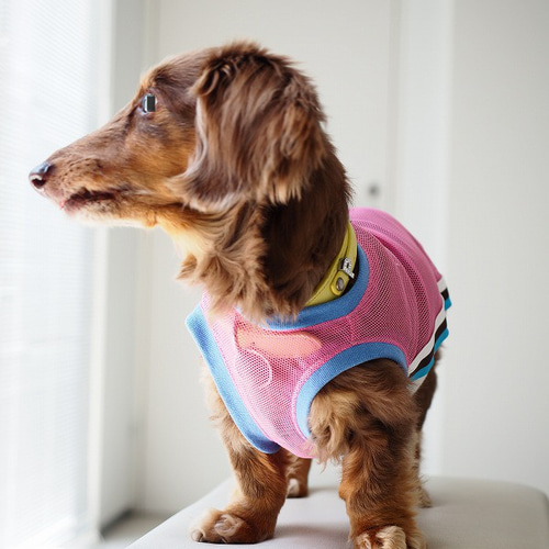 あいちゃん 犬服ハンドメイド あいちゃん様☆犬服☆ハンドメイドオーダー - メルカリ