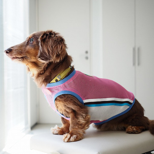 【現金特価】 ほちちちゃん♡ ハンドメイド 犬服 犬の服 犬服・アクセサリー