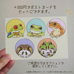 石の上にもアメフクラガエル 5枚目の画像