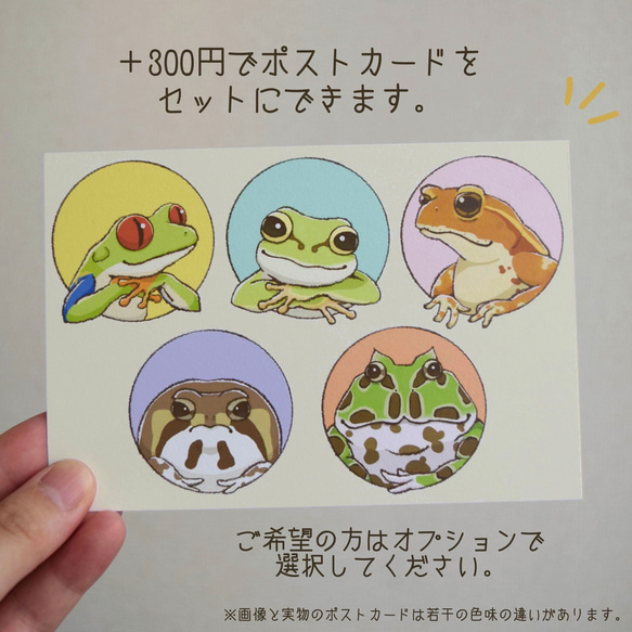 石の上にもアメフクラガエル 5枚目の画像