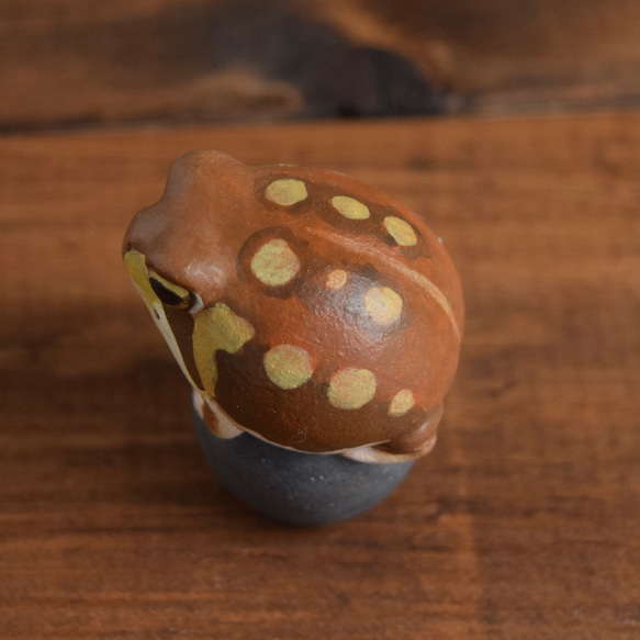 石の上にもアメフクラガエル 9枚目の画像