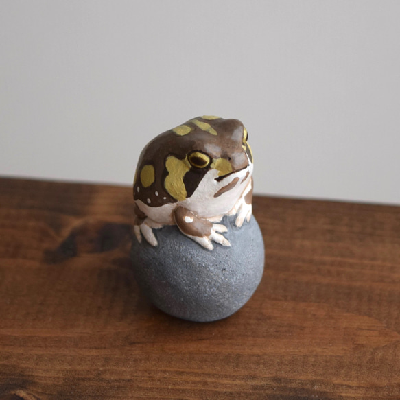 The Common rain frog on the stone 第8張的照片