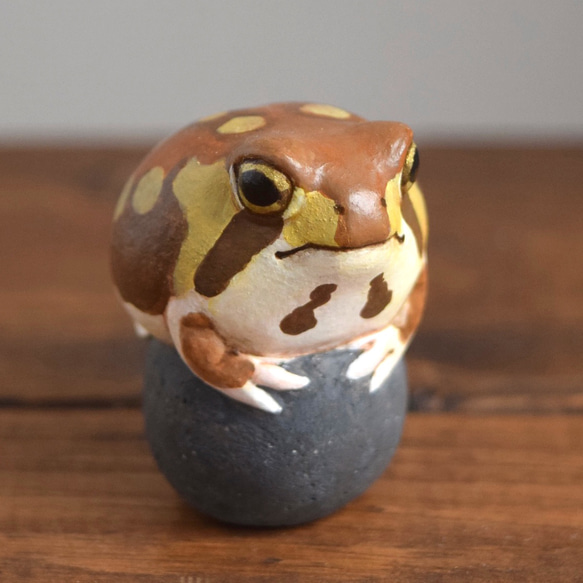 石の上にもアメフクラガエル 6枚目の画像