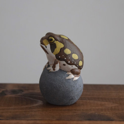 The Common rain frog on the stone 第4張的照片