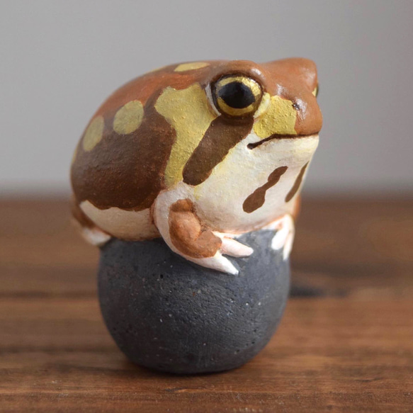 石の上にもアメフクラガエル 2枚目の画像