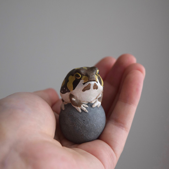 The Common rain frog on the stone 第3張的照片