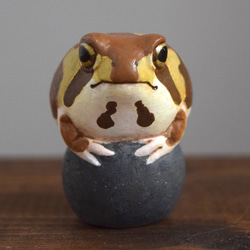 石の上にもアメフクラガエル 3枚目の画像