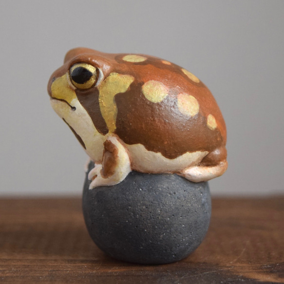 石の上にもアメフクラガエル 8枚目の画像