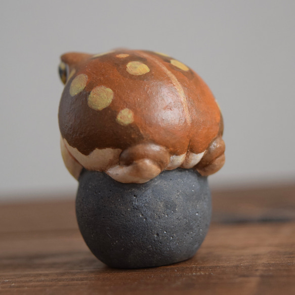 石の上にもアメフクラガエル 4枚目の画像