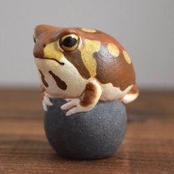 石の上にもアメフクラガエル 1枚目の画像