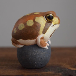 石の上にもアメフクラガエル 7枚目の画像