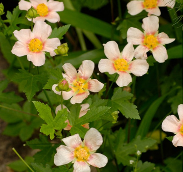 【マルバストラム】葡萄のような葉っぱが可愛い 花のない時期とその葉っぱで癒される放任でどんどん増えるのでグランドカバーに 1枚目の画像