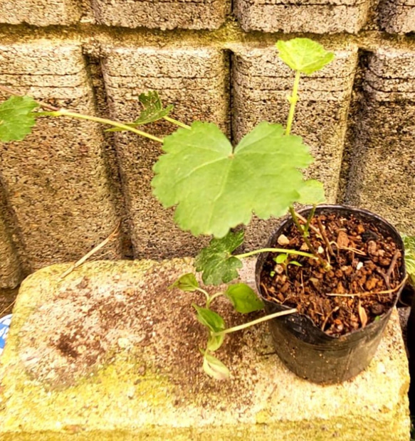 【マルバストラム】葡萄のような葉っぱが可愛い 花のない時期とその葉っぱで癒される放任でどんどん増えるのでグランドカバーに 3枚目の画像