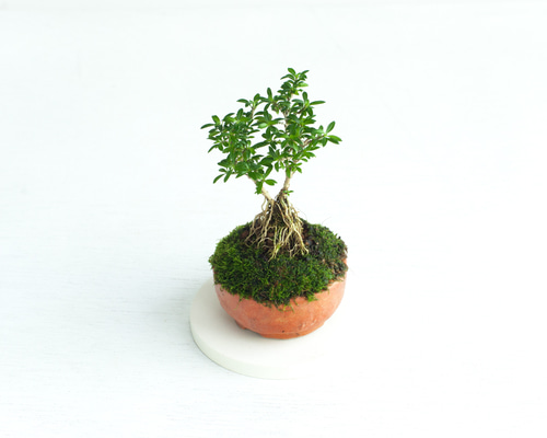ミニ盆栽 香丁木 (コウチョウギ) 盆栽 ikona 通販 16090043｜Creema