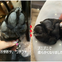 ◆肉球保護クリーム【愛犬のオーガニック保湿用ケアクリーム】硬いタイプ10ｇ◆肉球クリーム◆ 7枚目の画像