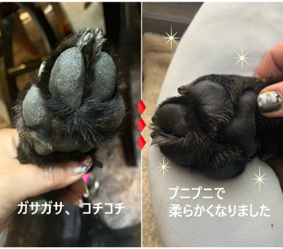 ◆肉球保護クリーム【愛犬のオーガニック保湿用ケアクリーム】硬いタイプ10ｇ◆肉球クリーム◆ 7枚目の画像